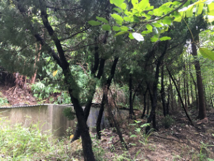 珠海市港盛园林绿化有限公司苗木及集装箱等一批资产转让